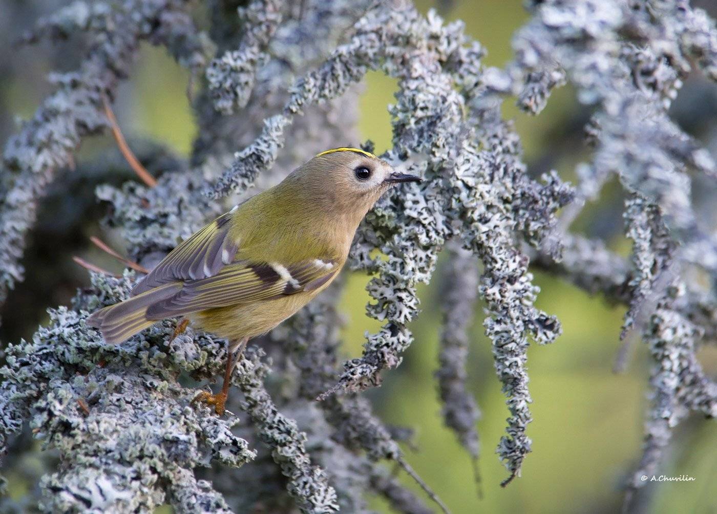, Александр Чувилин