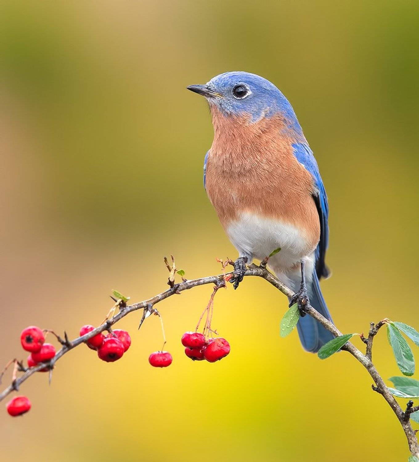 eastern bluebird, восточная сиалия, bluebird,, Elizabeth Etkind