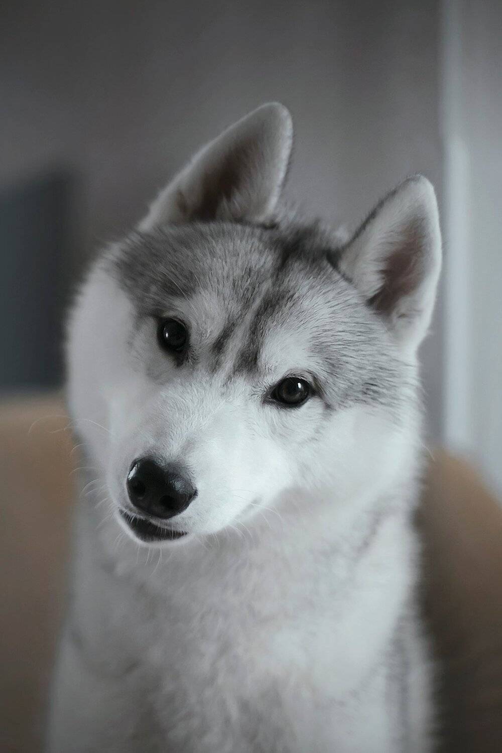 husky, dogs, siberian husky, Erika Tsogoeva