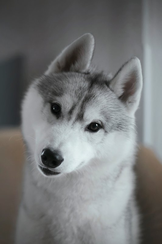 husky, dogs, siberian husky Haku фото превью