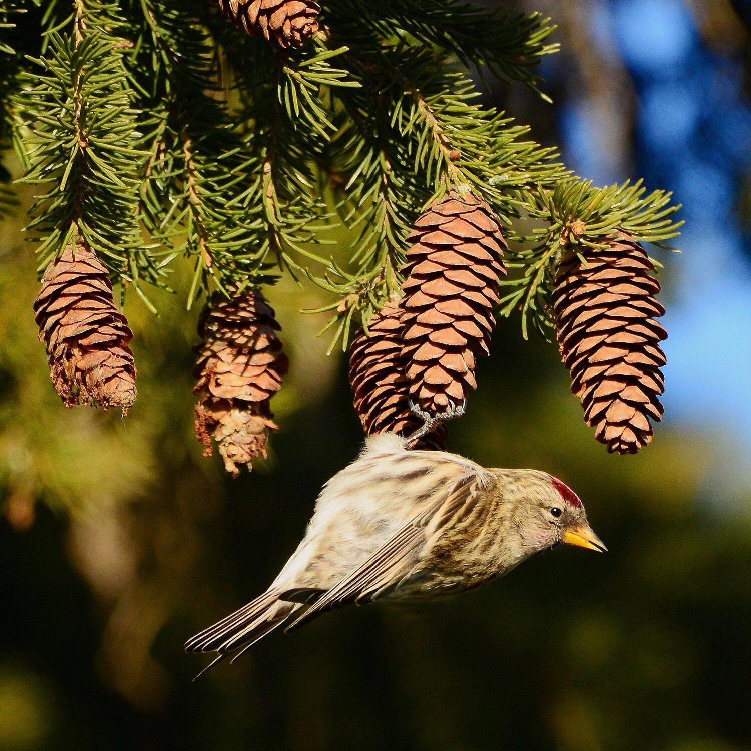 , Михаил Белоусов