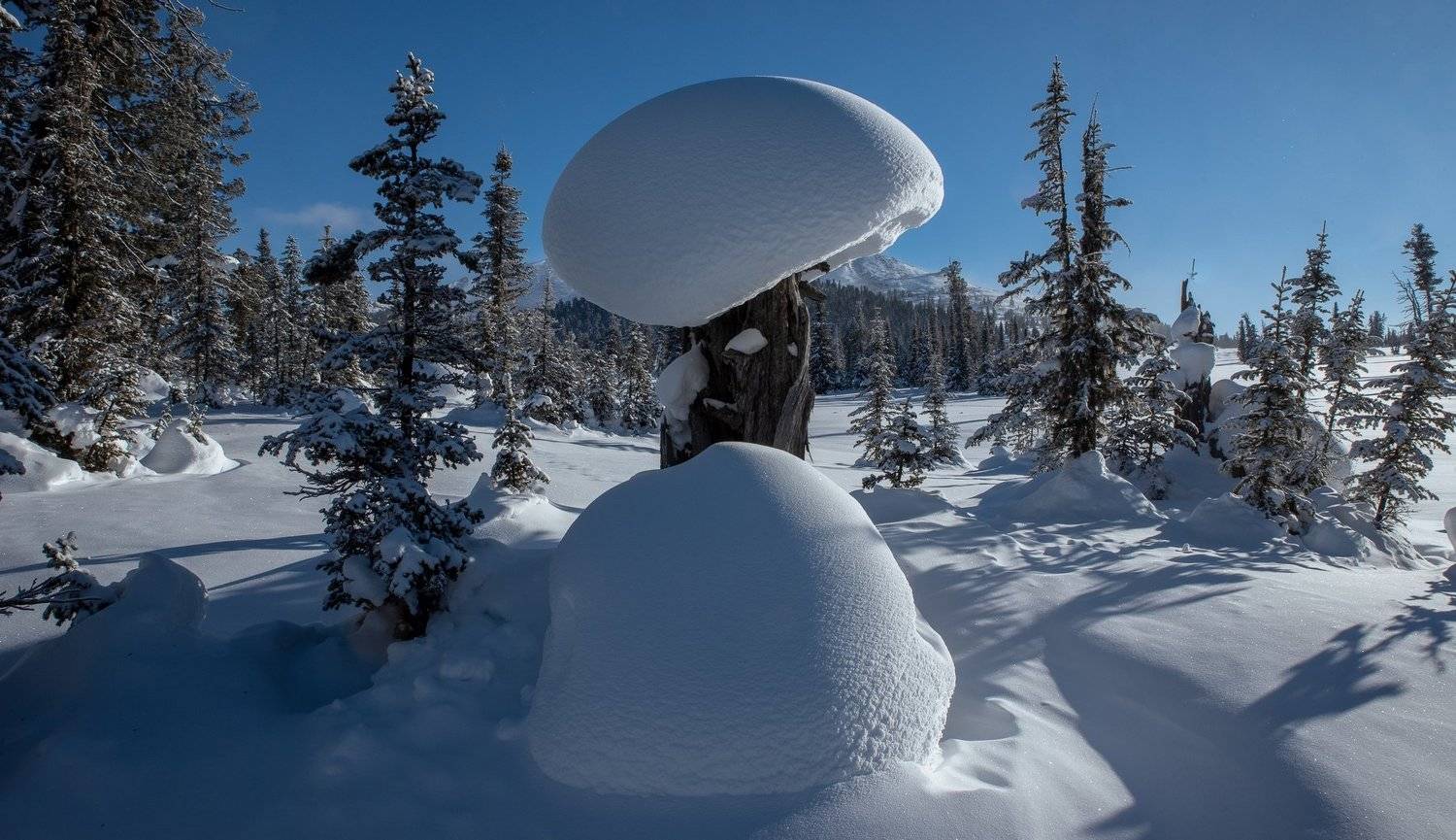 , Юрий Мальцев