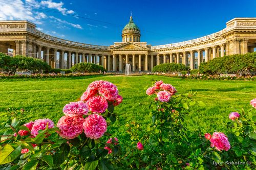 Розы у Казанского собора