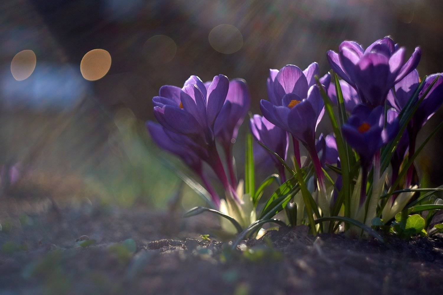 macro, nikon, nature,sigma, цветы, макро, боке, Анна Дегтярёва