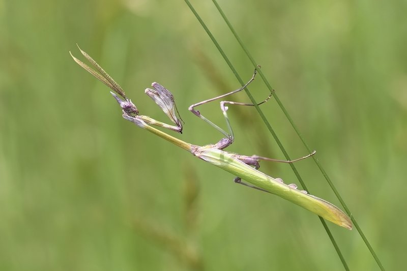 insects Mantodea фото превью