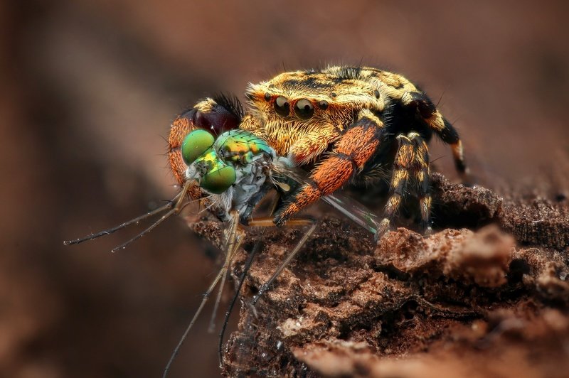 Spider фото превью