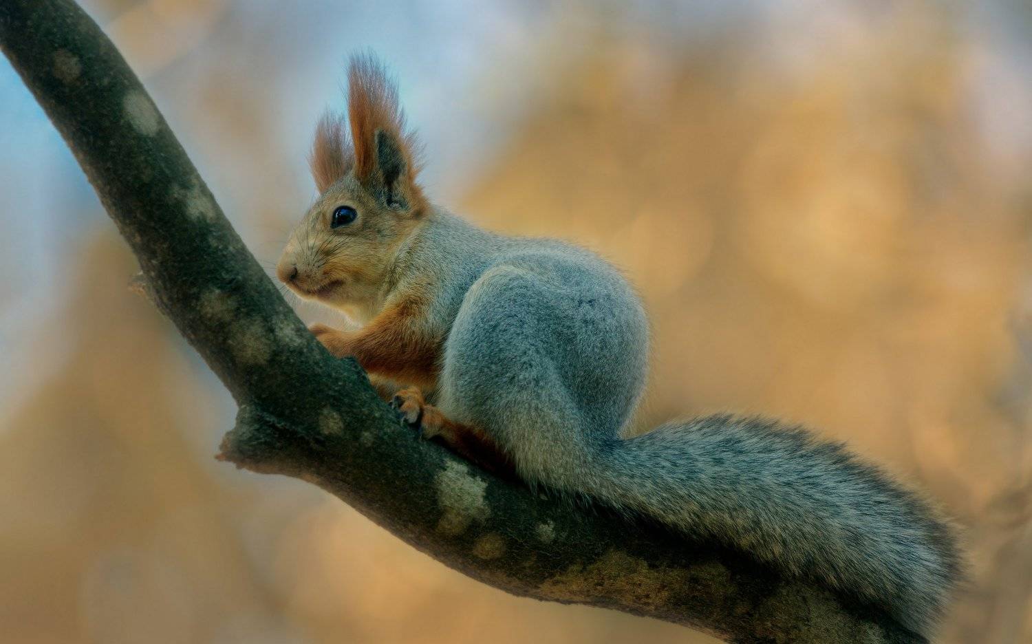 , Alexander Plekhanov