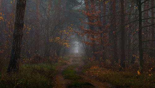 Ехала машина тёмным лесом...