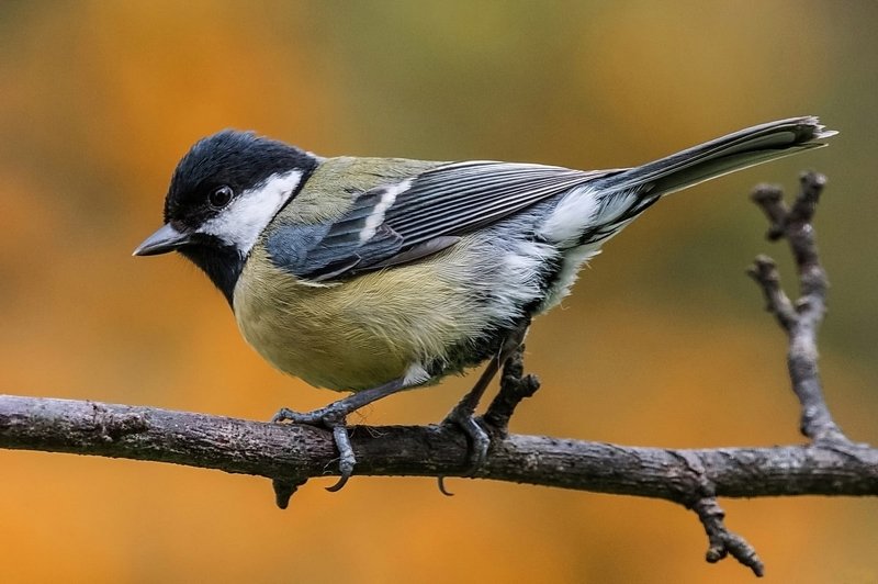 Синичка фото превью