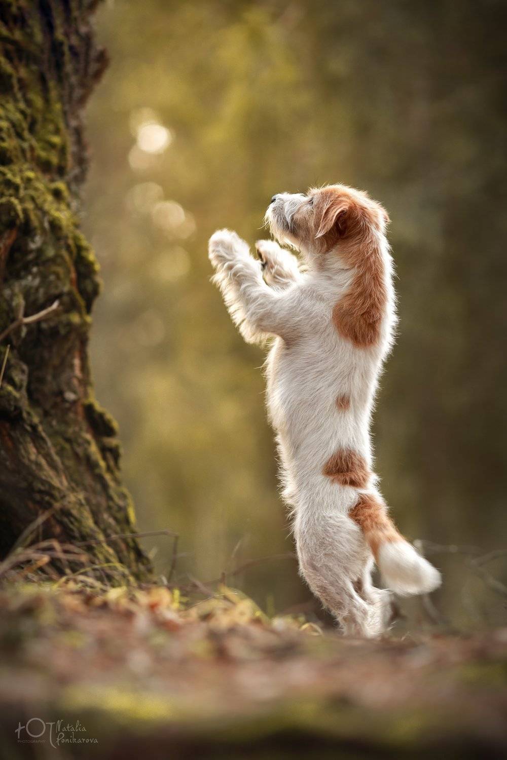 , Наталия Поникарова