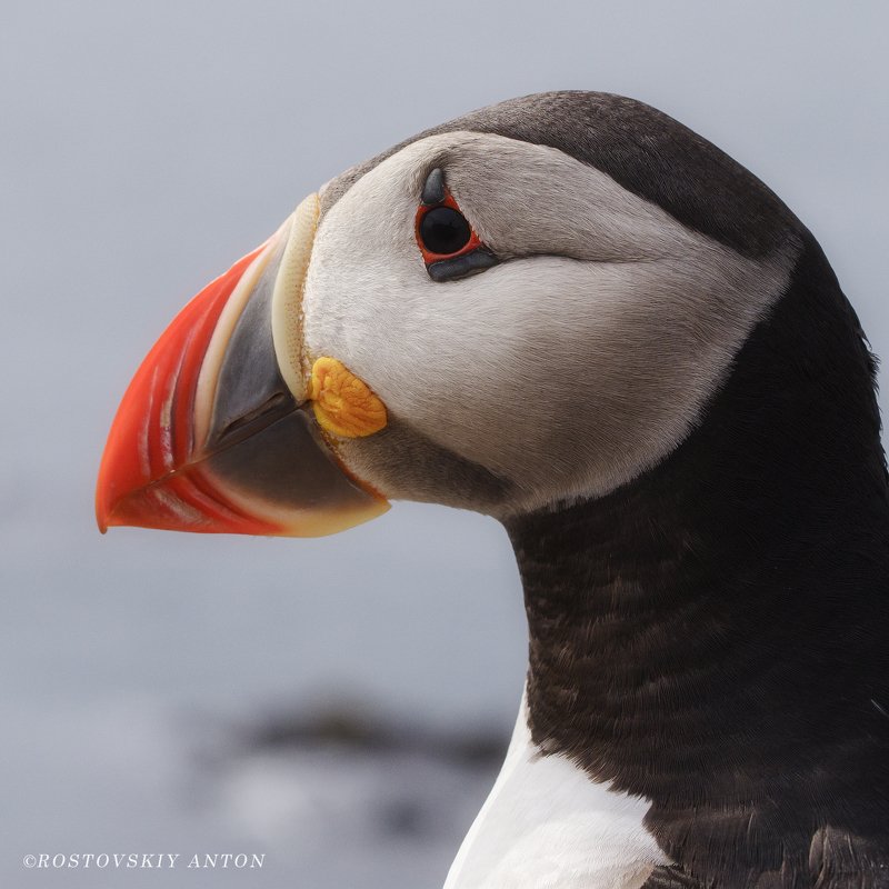 Puffin фото превью