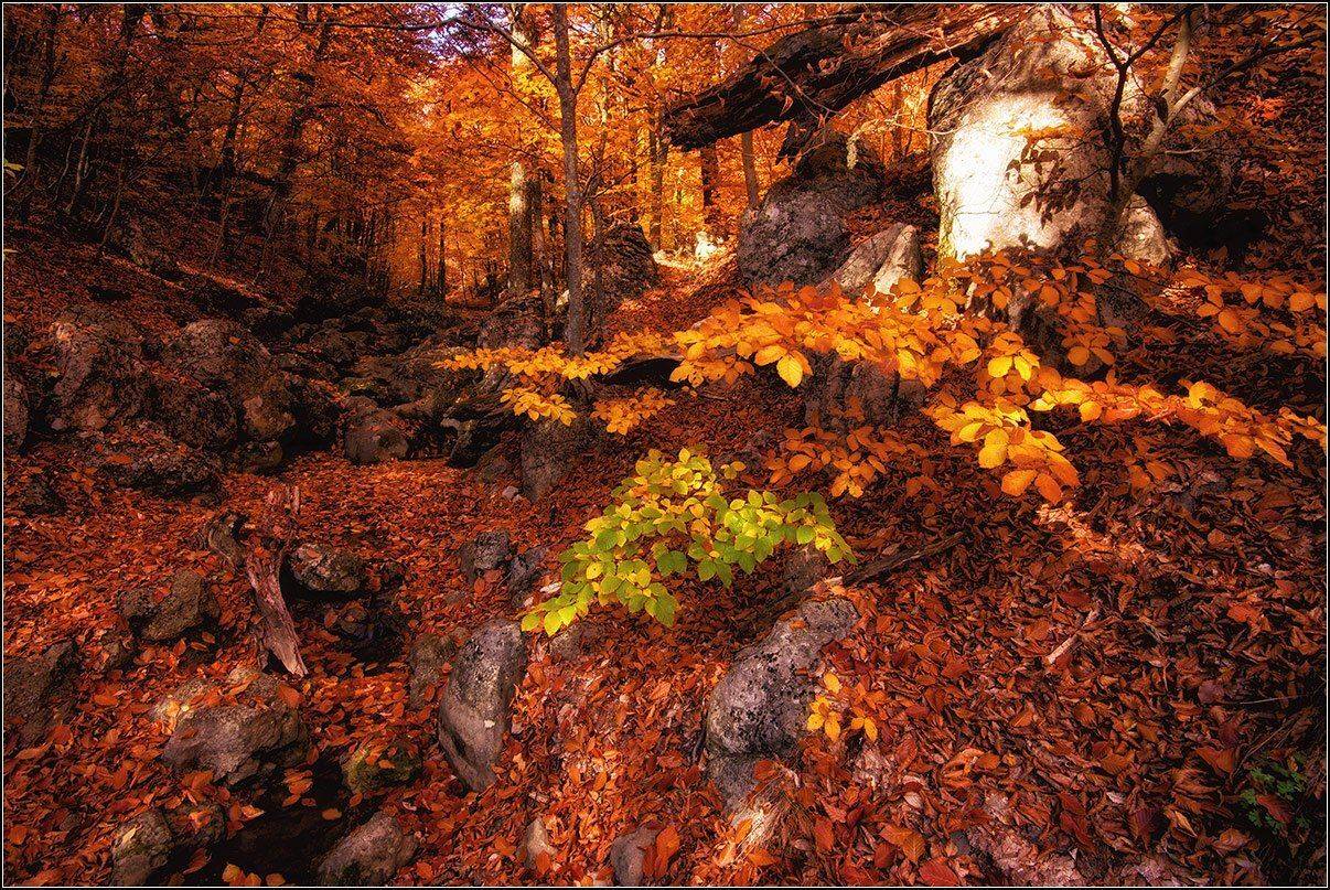 крым, октябрь, демирджи, буковый лес, АНАТОЛИЙ ДОВЫДЕНКО