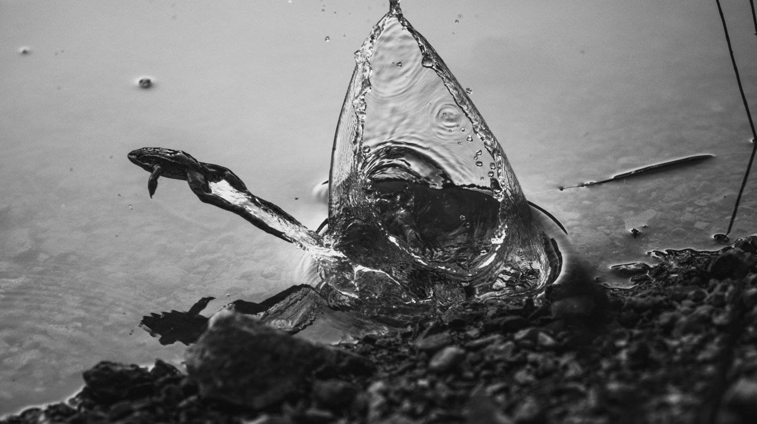 лягушка, вода, брызг, прыжок, момент, frog, jump, water, drop, Артём Корнев