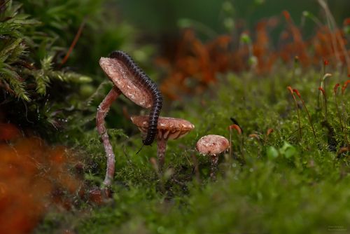 миниютюрная сороконожка