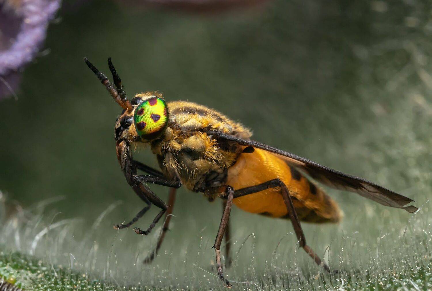 , Сергей Харитон