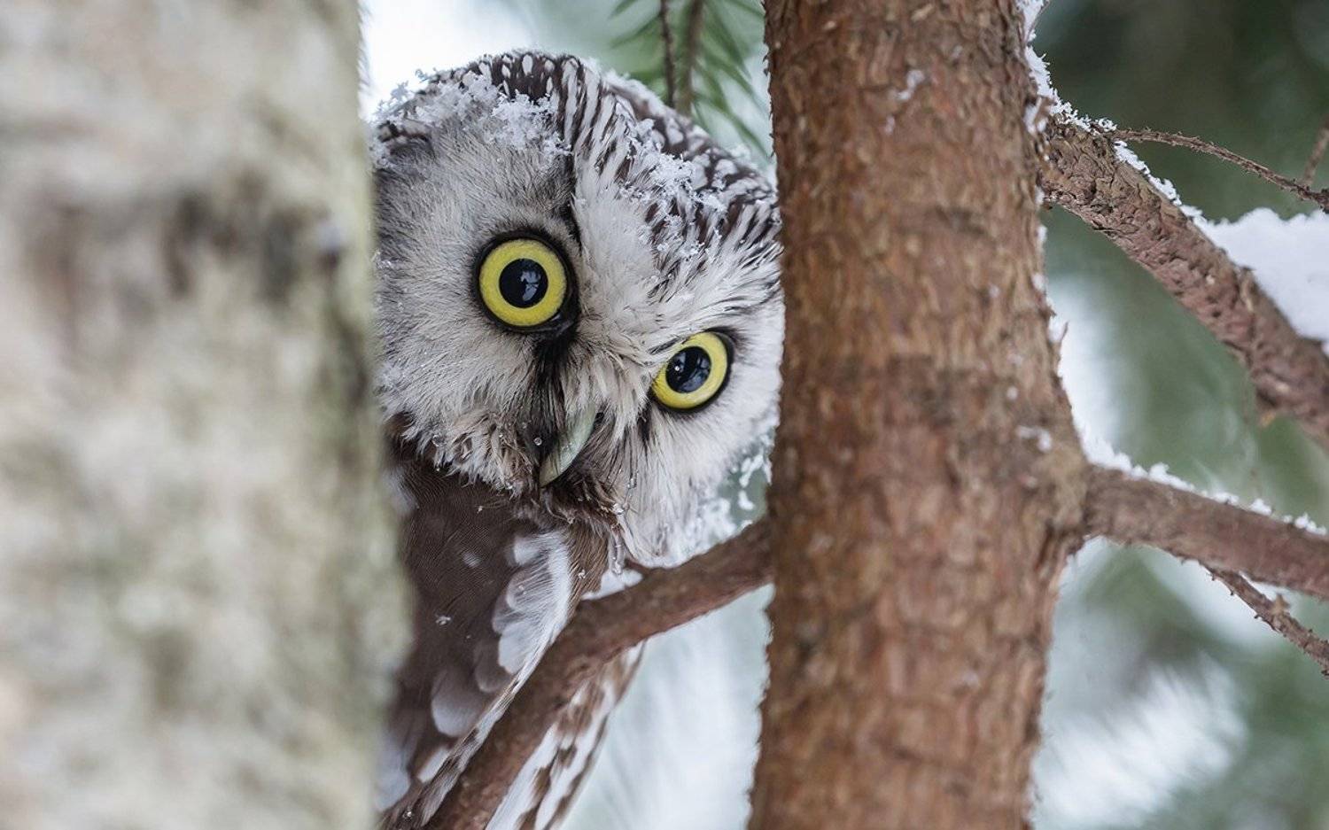 птица, дикая птица, хищная птица, орнитология, дикая природа, фотоохота, , сыч, сыч мохноногий, зима. охота, фотоохота, мышь, Victor Dubinkin