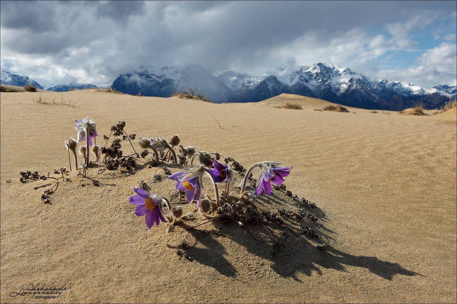 забайкальский край, Александр Леснянский