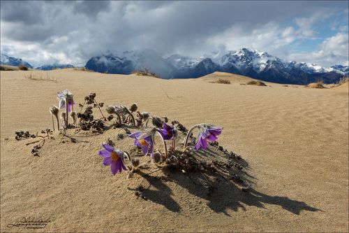 Чарские пески. Цветение