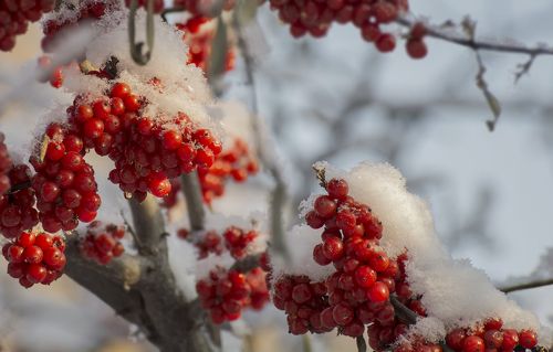 Красная облепиха (зимняя)