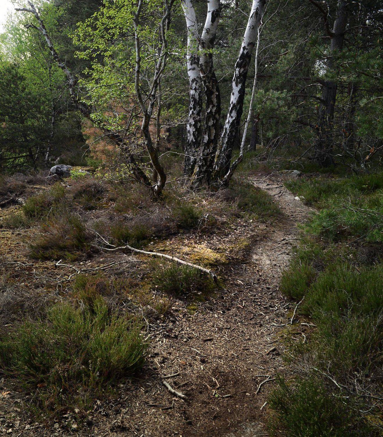 nemours, poligny, france, for&ecirc;t, Olga N.