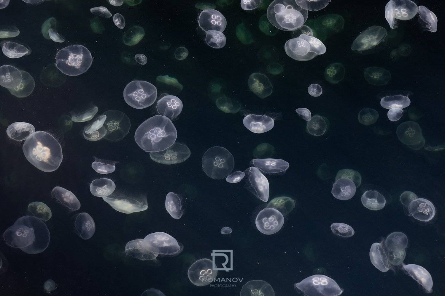 медуза, море, космос, туманность, звезды, небо, инопланетяне, фантастика, черный, солнце, красный, франция, дюнкерк, животные, бескрайний, звездная ночь, ночь, клоны, Валерий Романов