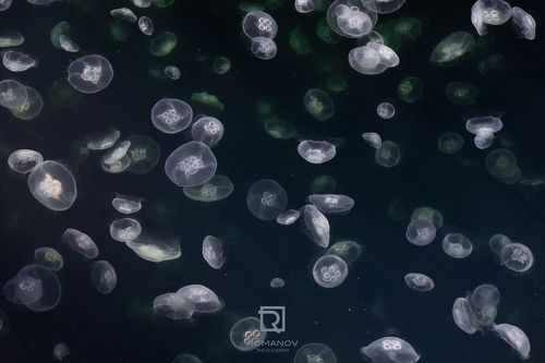 Attack of the Clones - Атака клонов