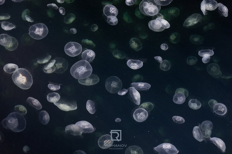 медуза, море, космос, туманность, звезды, небо, инопланетяне, фантастика, черный, солнце, красный, франция, дюнкерк, животные, бескрайний, звездная ночь, ночь, клоны Attack of the Clones - Атака клонов фото превью