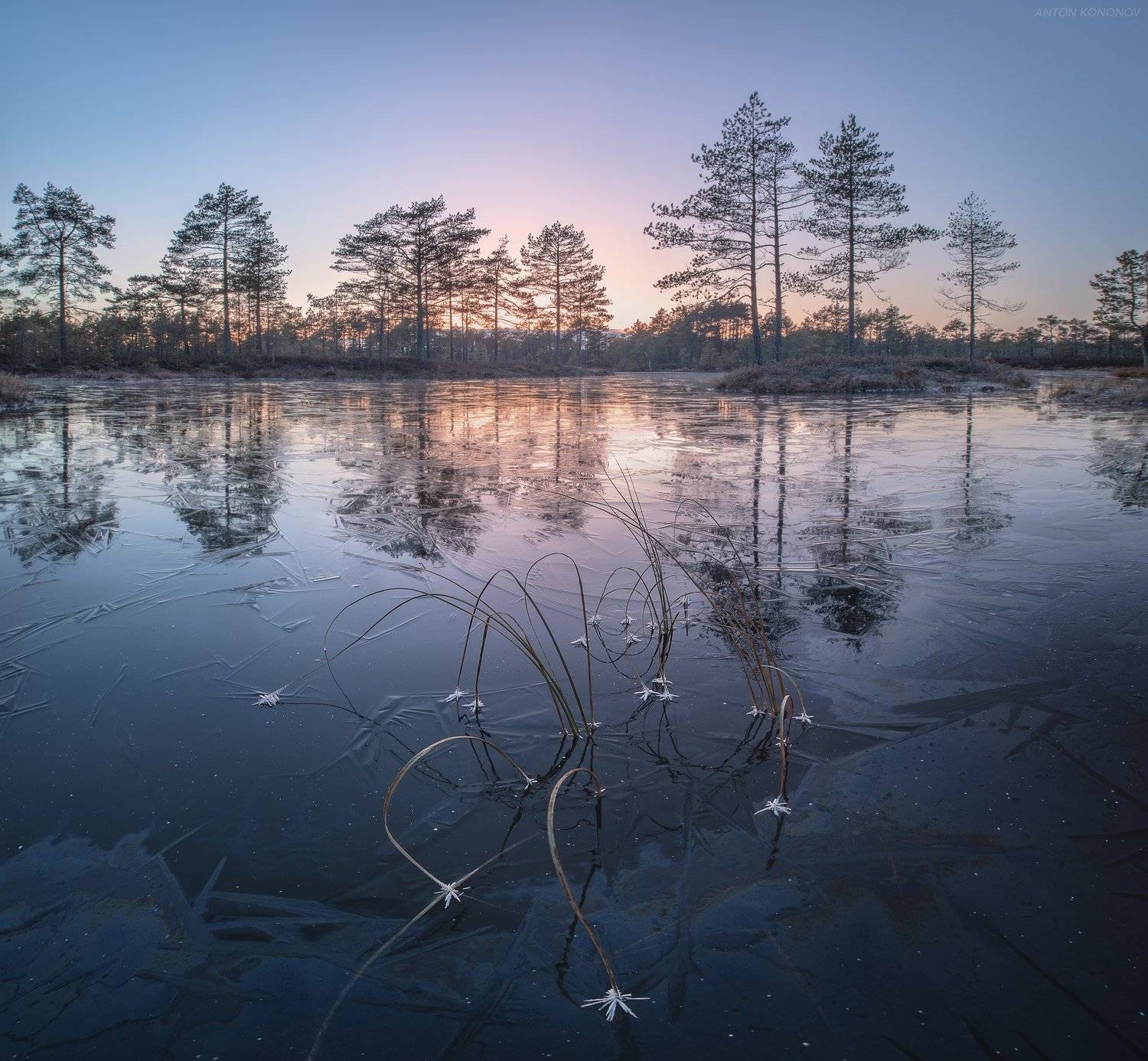 болото, лёд, сосны, закат, Антон Кононов