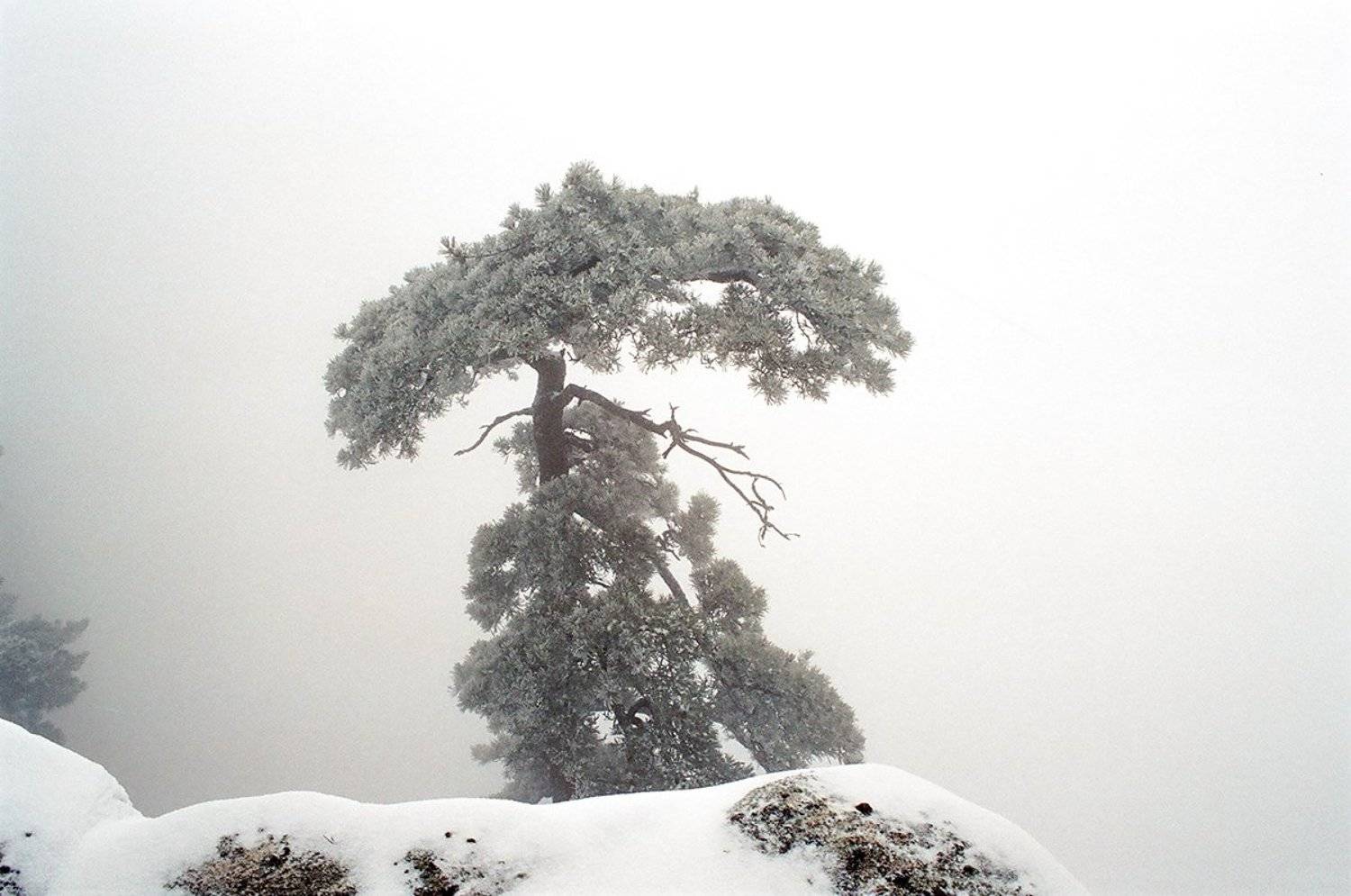 , Родислав Дрибен