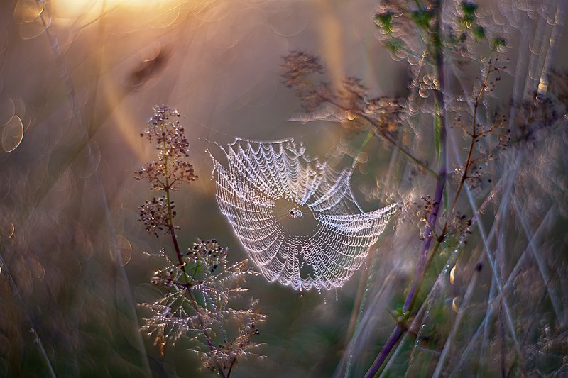 макро, роса, природа, утро, паутина Ловушки утренних снов фото превью