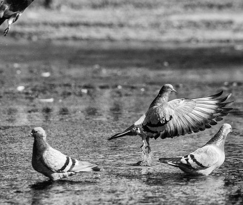 «Голубиное озеро». Балет