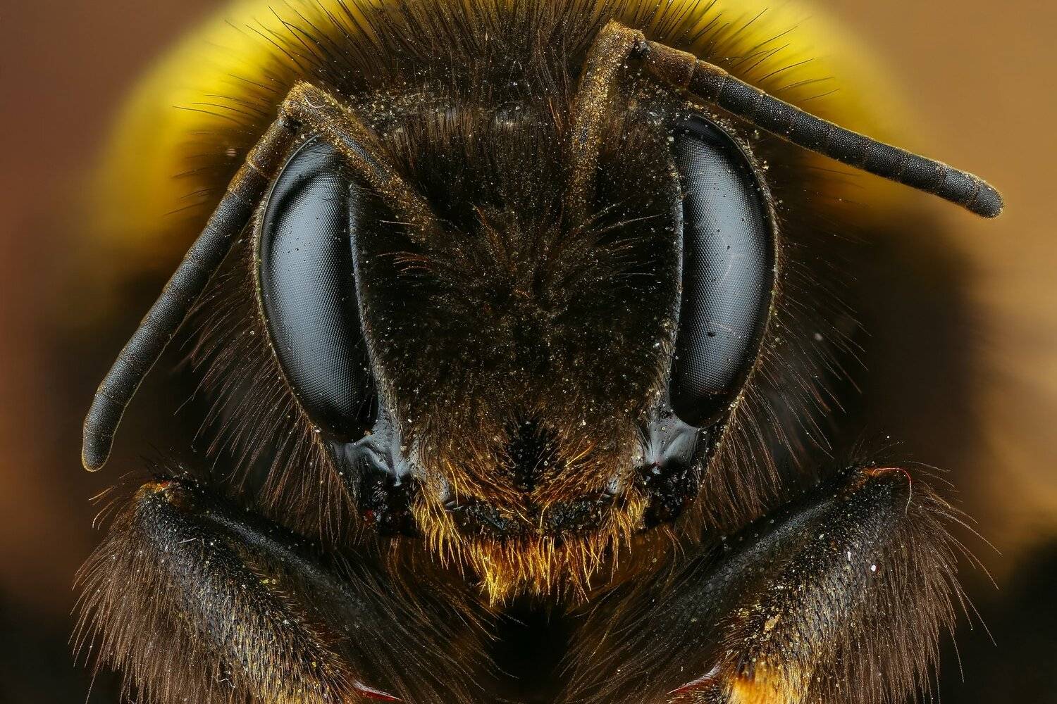 шмель макро природа усы цвет черный коричневый портрет желтый, Андрей Шаповалов