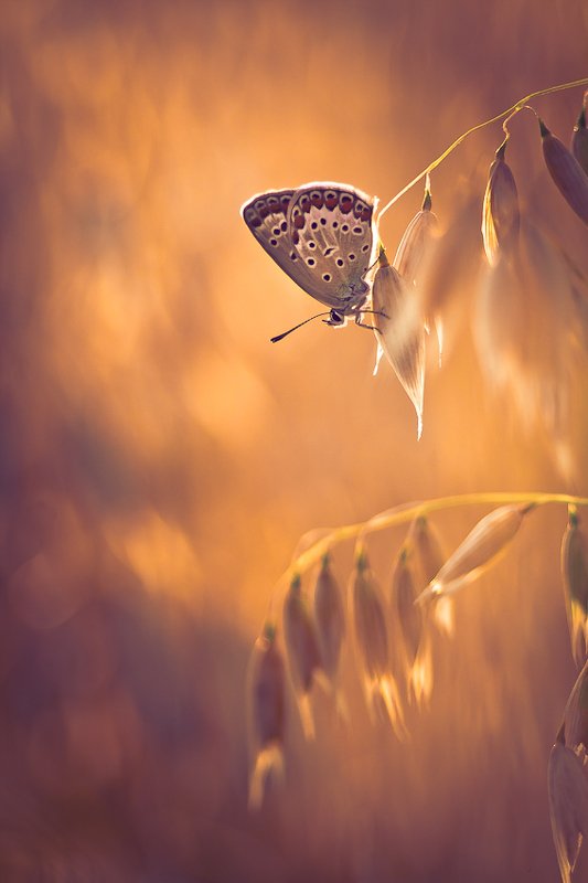 butterfly, nature, summer  фото превью