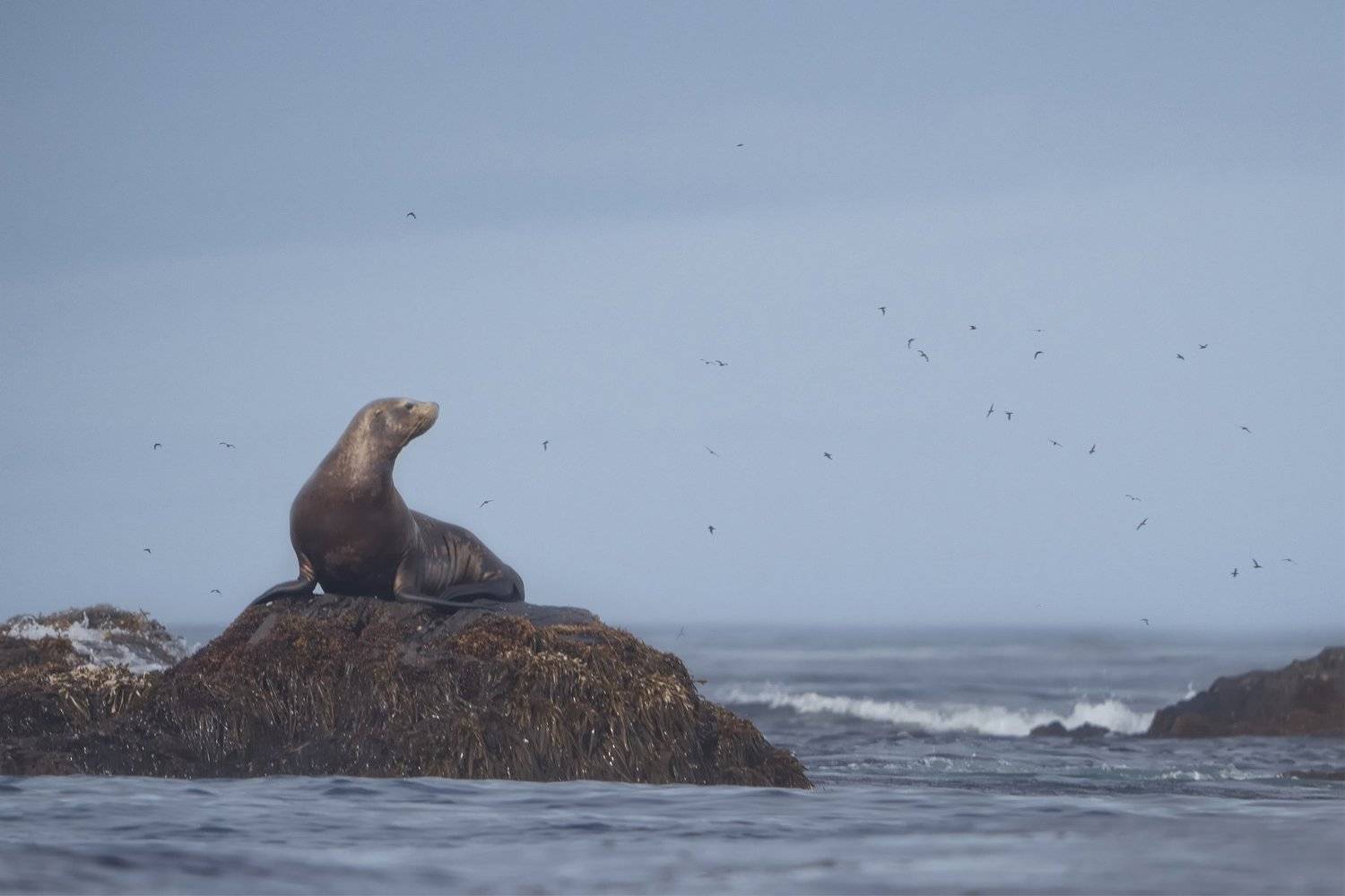 курилы, пейзаж, путешествия, природа, море, котики, лежбище, океан, морские котики, Алексей Романов