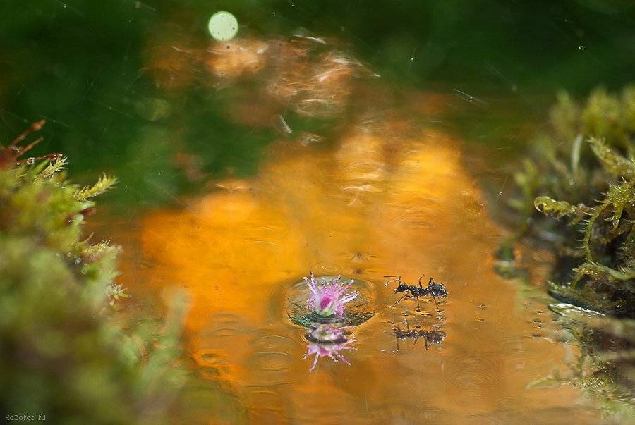 муравей, дождь, вода, отражение, Ирина Козорог