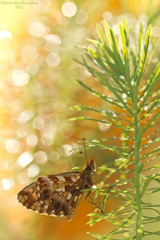 ростислав, макро, 100мм Праздничный салют фото превью