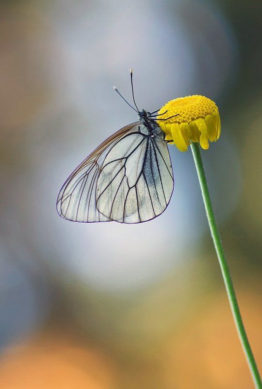 утренние бабочки 2... фото превью