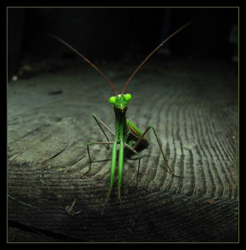 Позёр фото превью