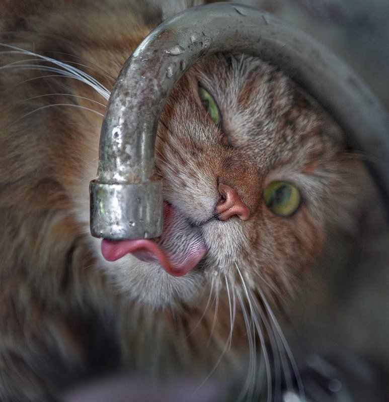 про Котопомпу