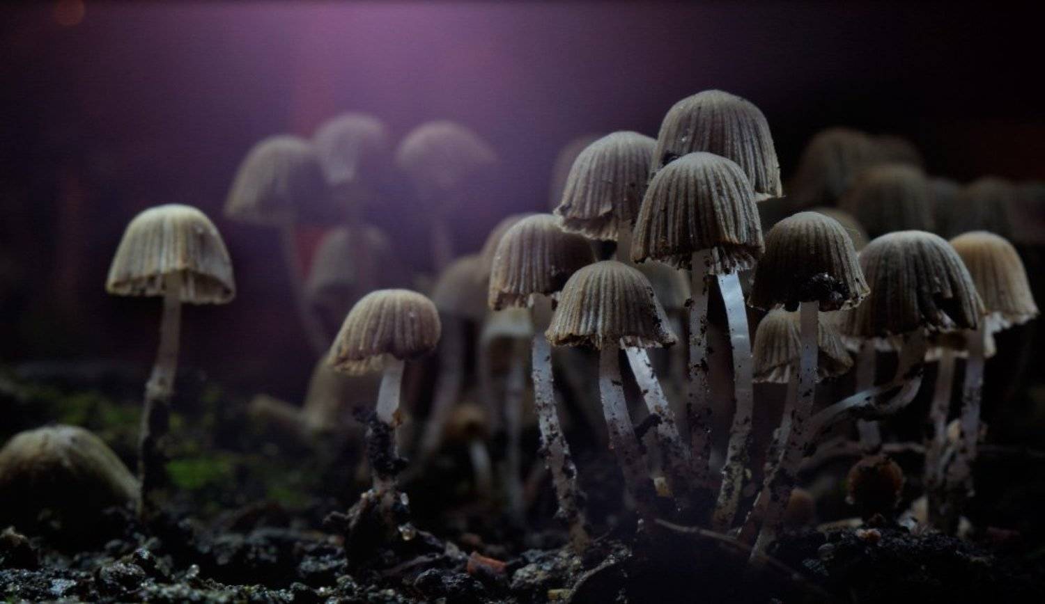 , Илья Долгов