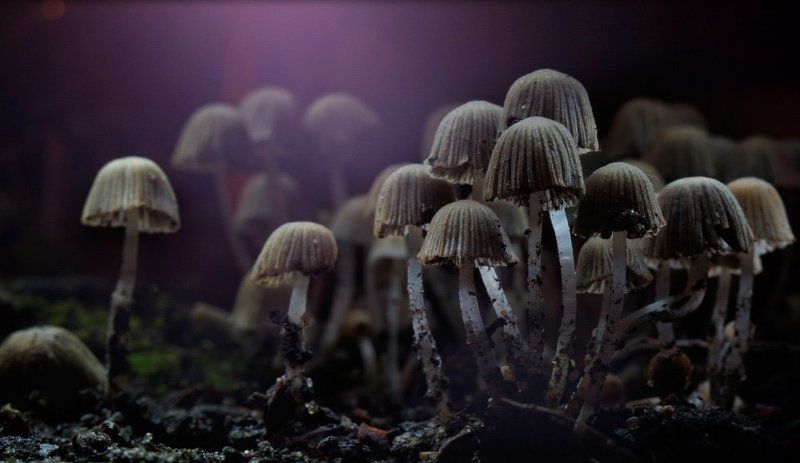 . фото превью