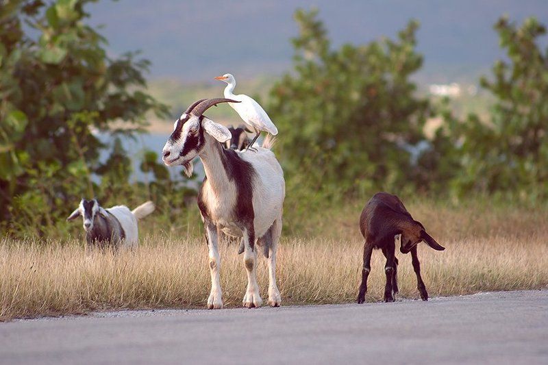 На перекладных фото превью