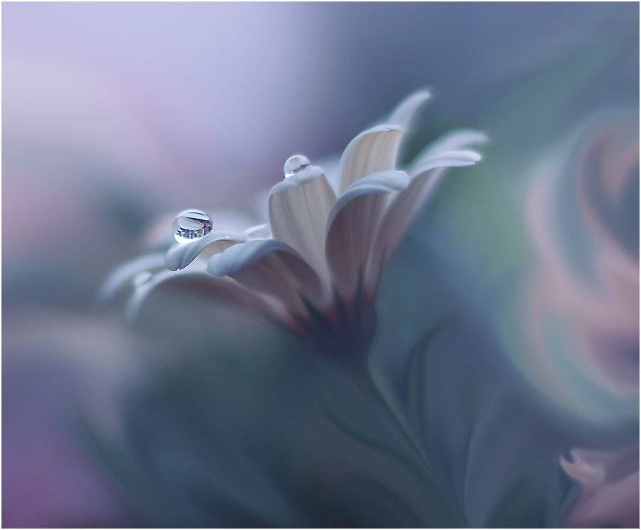 Closeup, Drop, Flower, Macro, Water, Juliana Nan