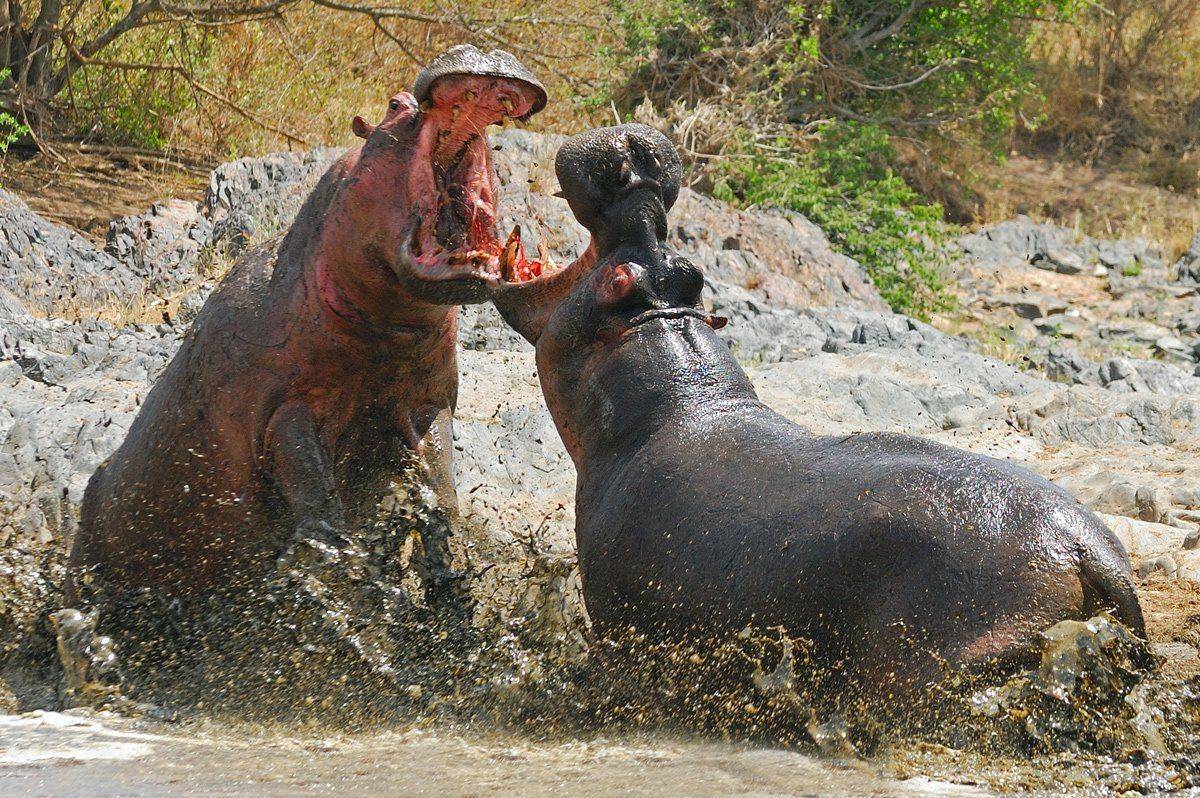 , Алексей Тищенко