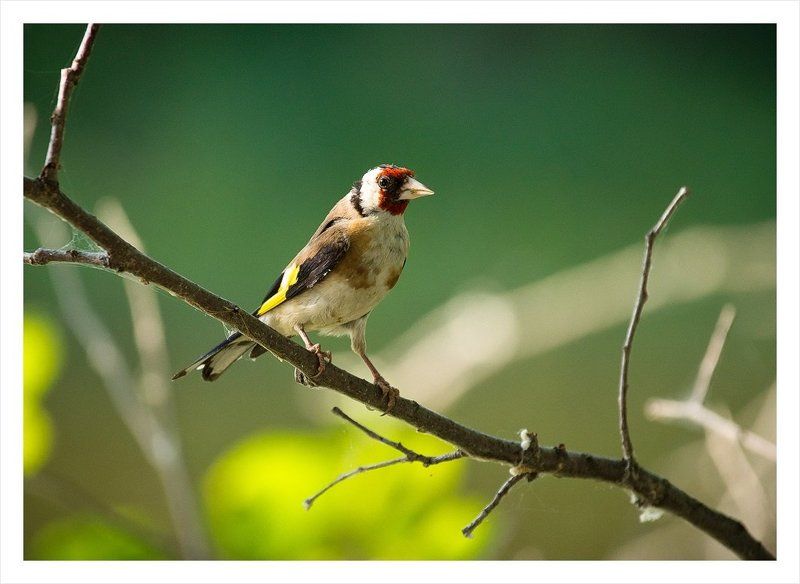 щегол фото превью