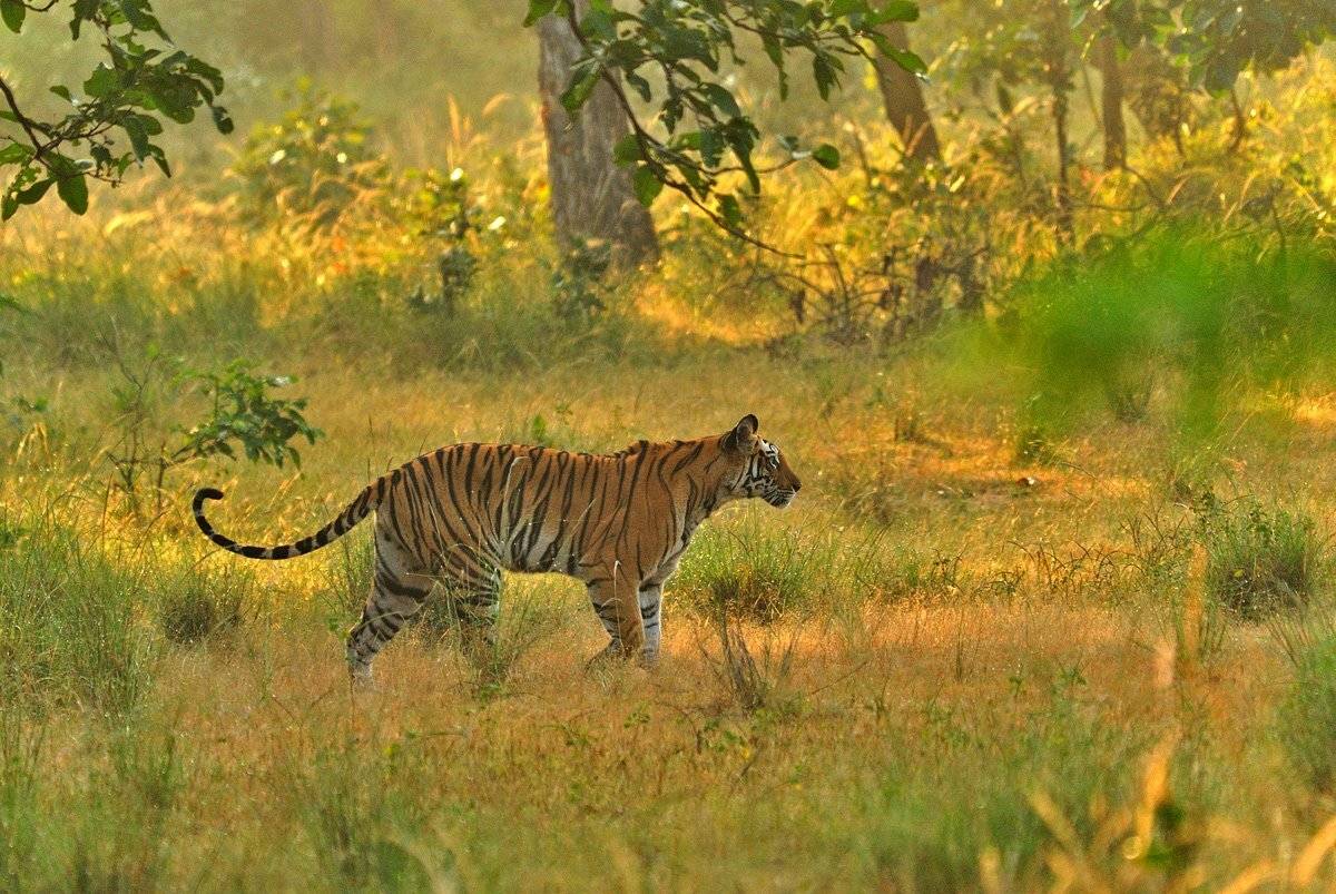 , Алексей Тищенко