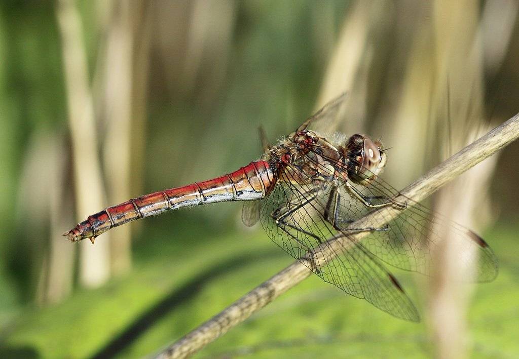 , Сергей Таланов