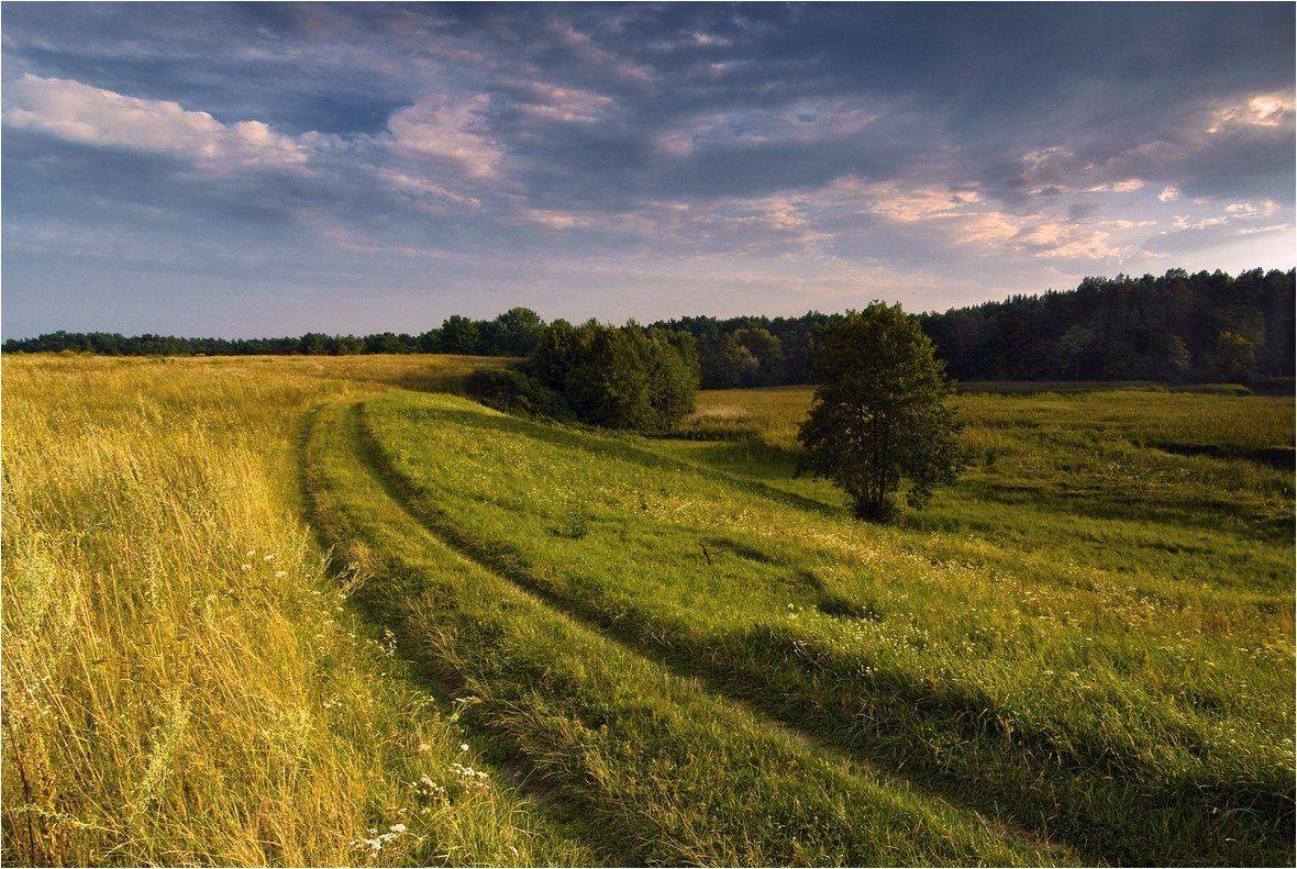 , Николай Шахманцир