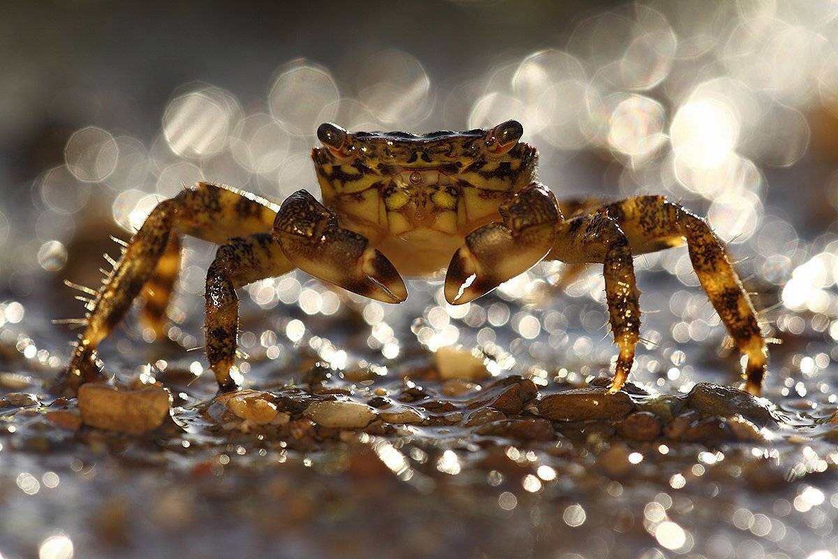 краб, лето, море, iryna