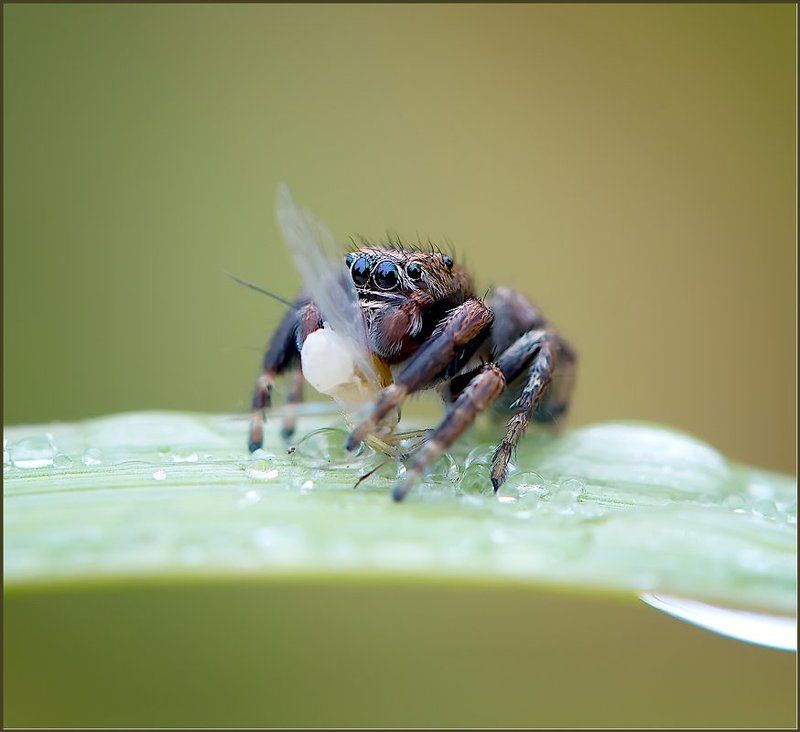 Про маленького паучка. фото превью